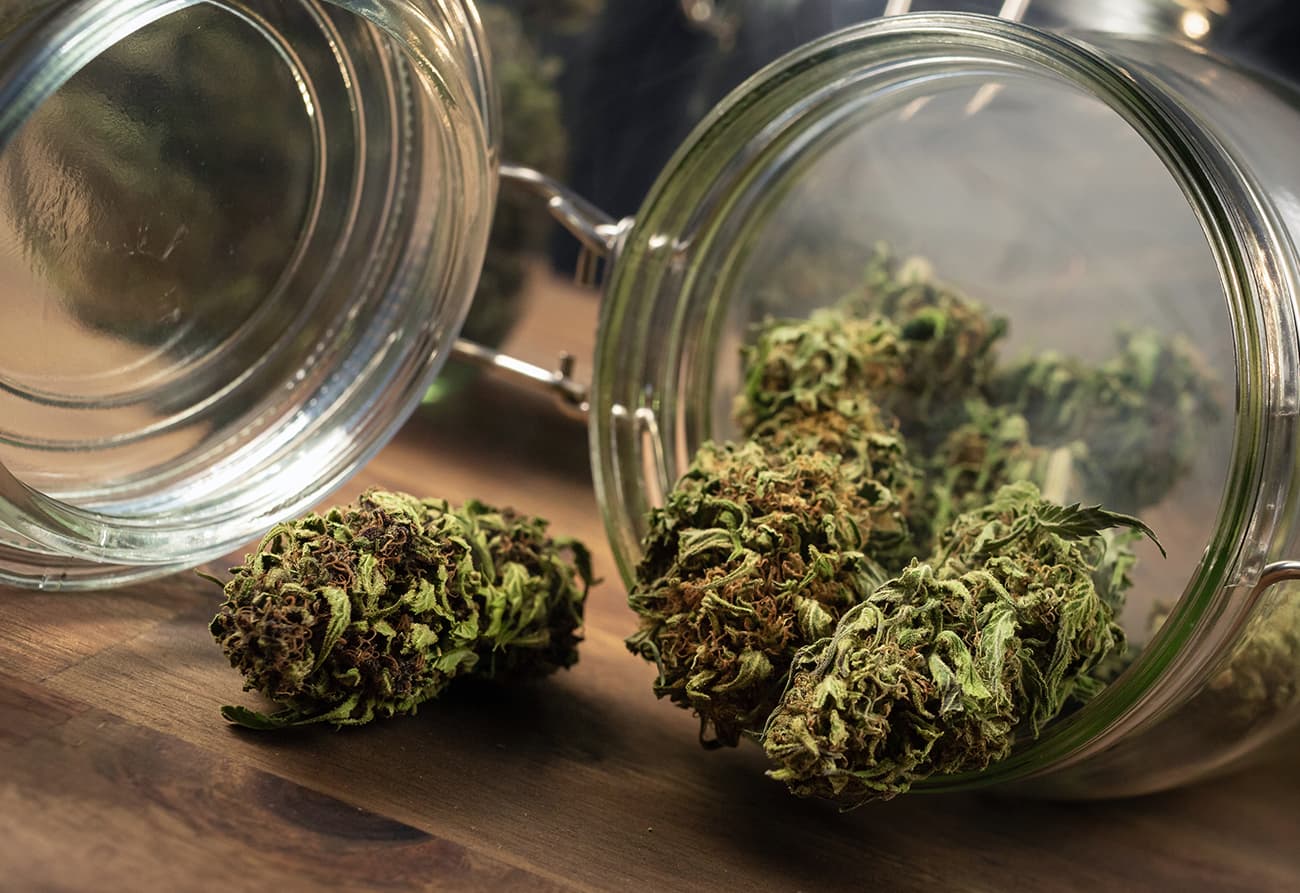 Peyote Gorilla Strain Review OG Distribution