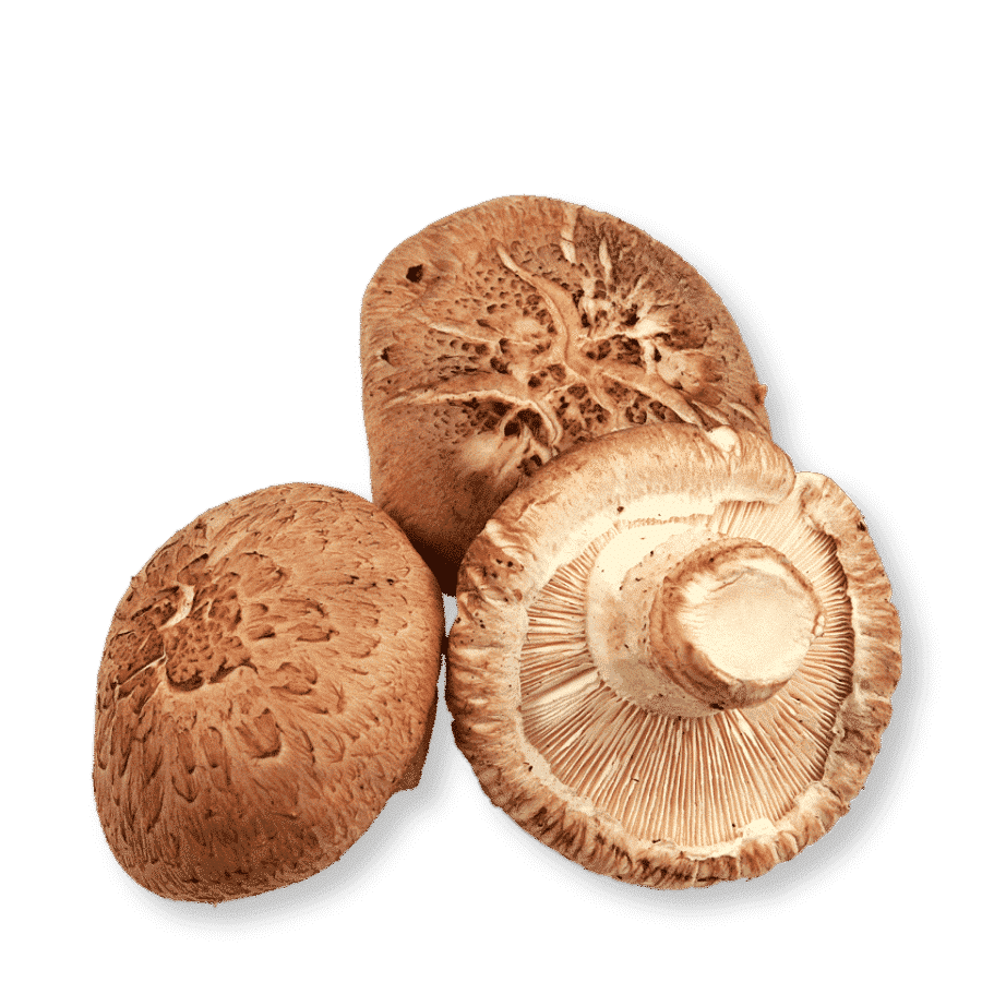BioShiitake Pilz für veganes Vitamin B12 Ogaenics