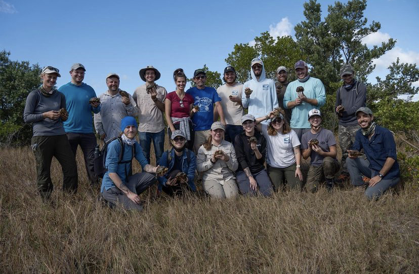 SCCF staff assist with FSW turtle project News, Sports