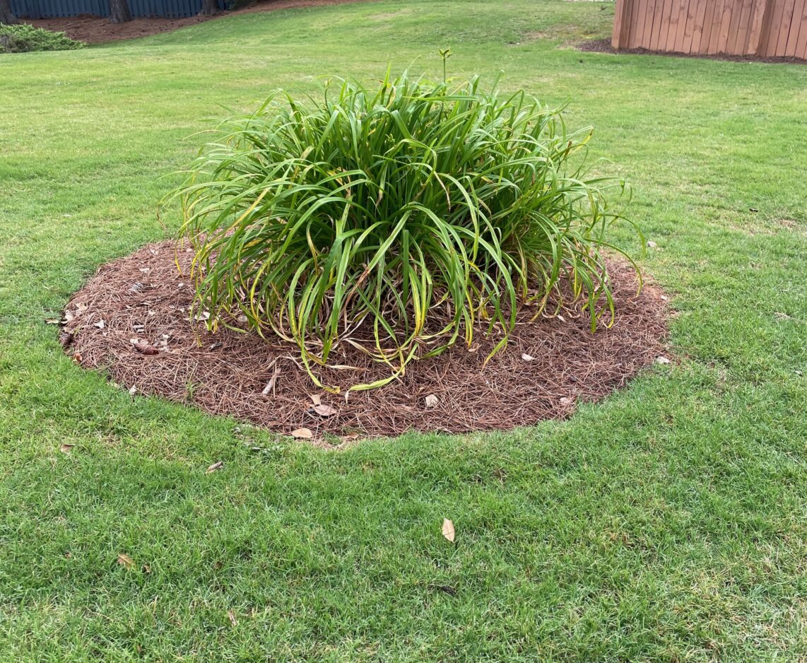 Garden Help Desk Do pine needles poison soil? News, Sports, Jobs