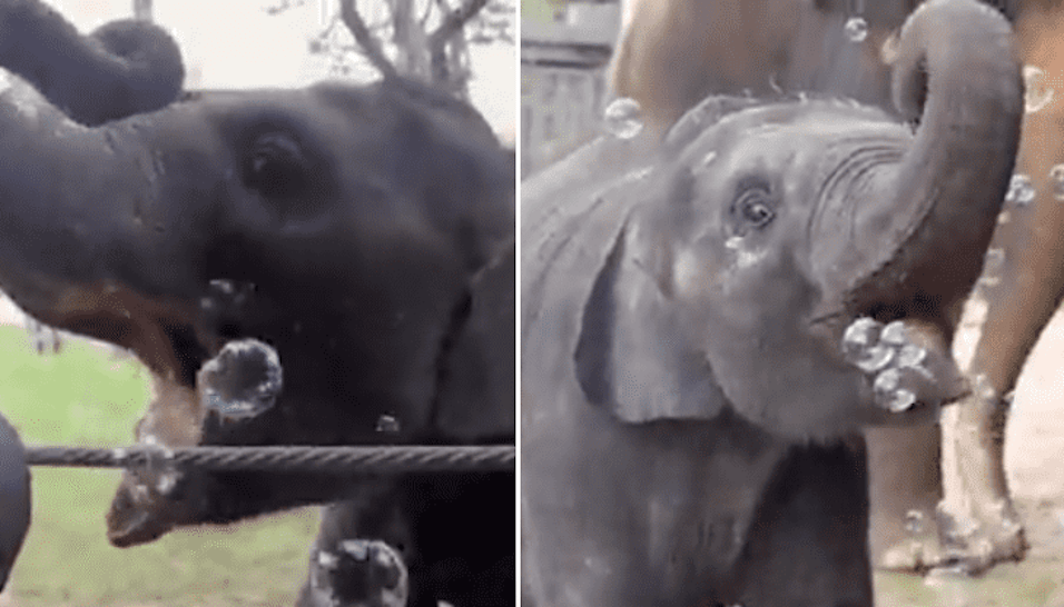 10monthold endangered baby elephant plays with bubbles in adorable