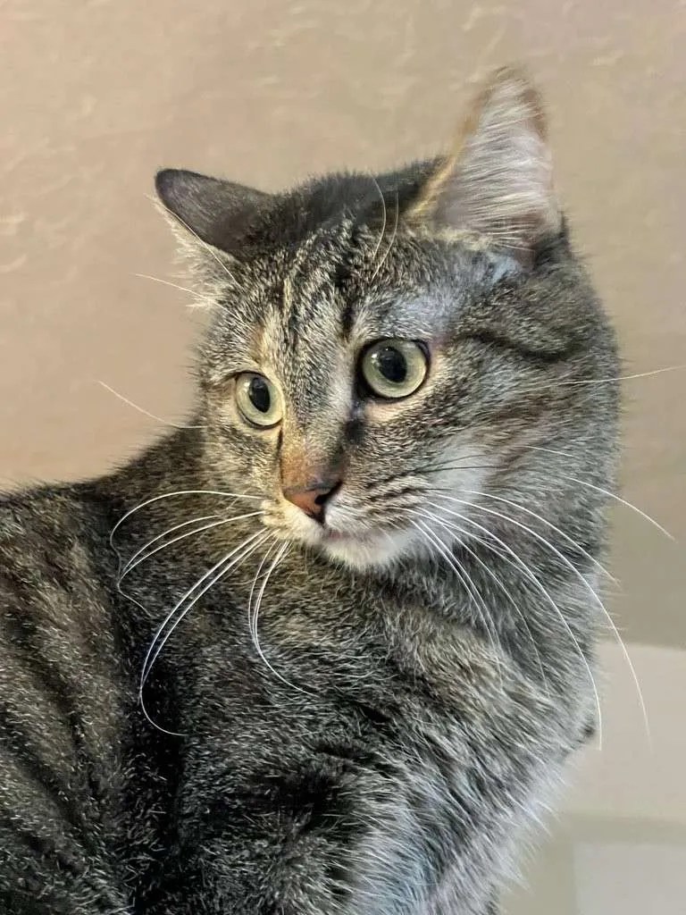 BEST Ogden, UT Pet Sitters and Dog Walkers 1 Rated