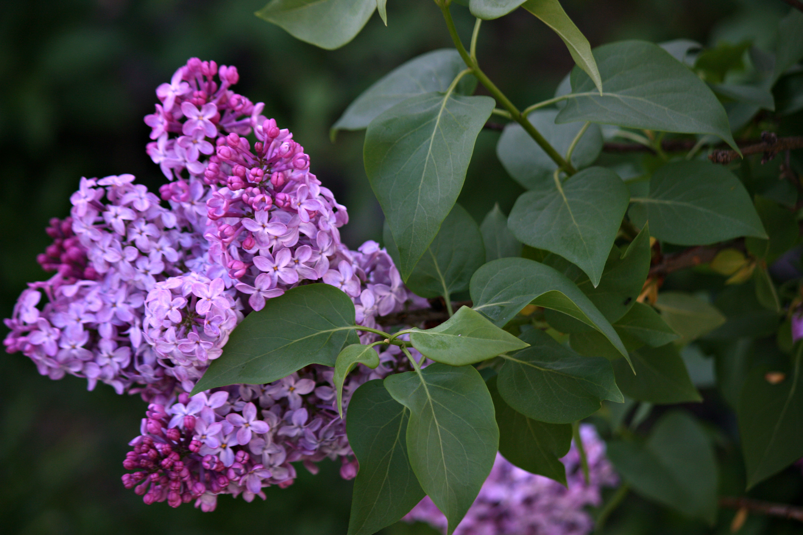 Day 26 – Stay @ Home – Lilac – OgleOhio