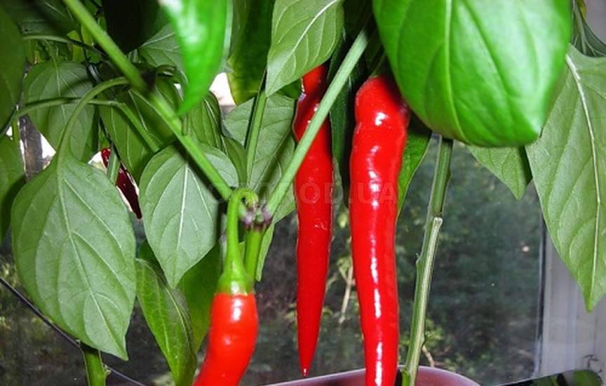Острый перец чили как вырастить дома на подоконнике