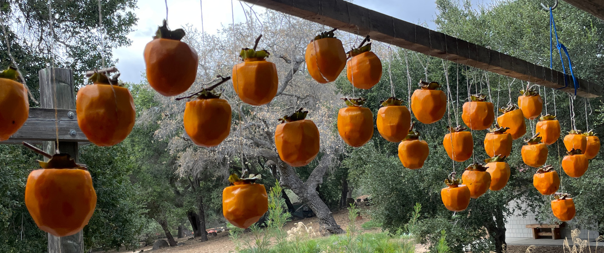 Poco Farm Persimmons Oak Grove School