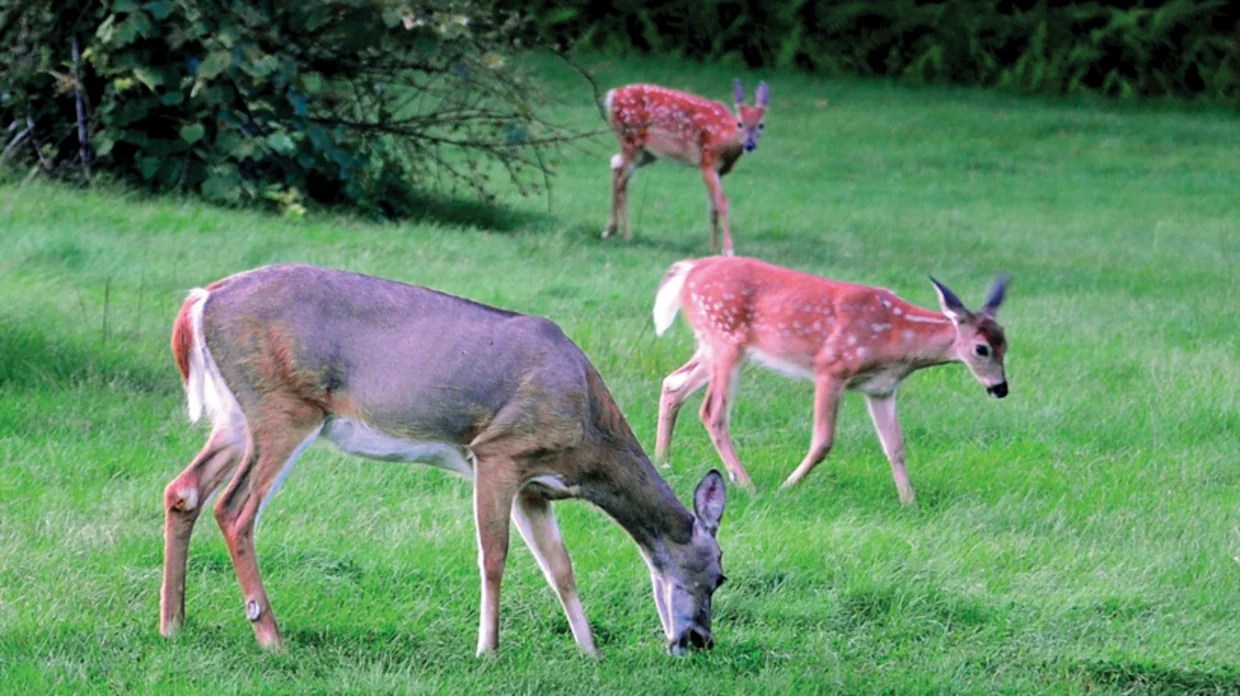 Booming Deer Population The Edge ohDEER