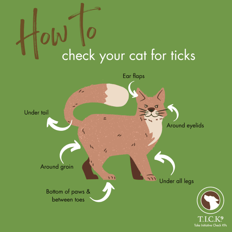 TickBorne Illnesses in Cats ohDEER