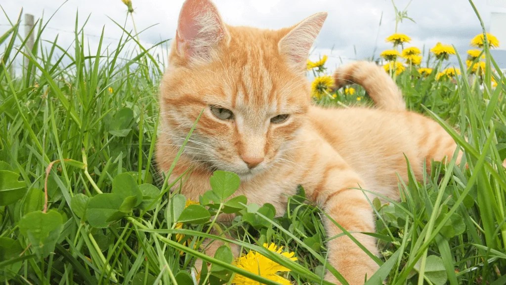 TickBorne Illnesses in Cats ohDEER