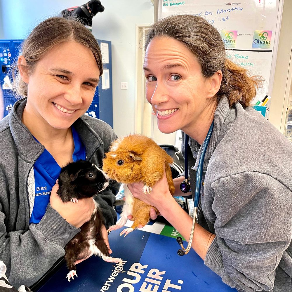 Ventura, CA 93003 Veterinary Services Ohana Pet Hospital (Ventura And