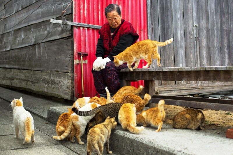 34 Interesting Facts About Japan OhFact!