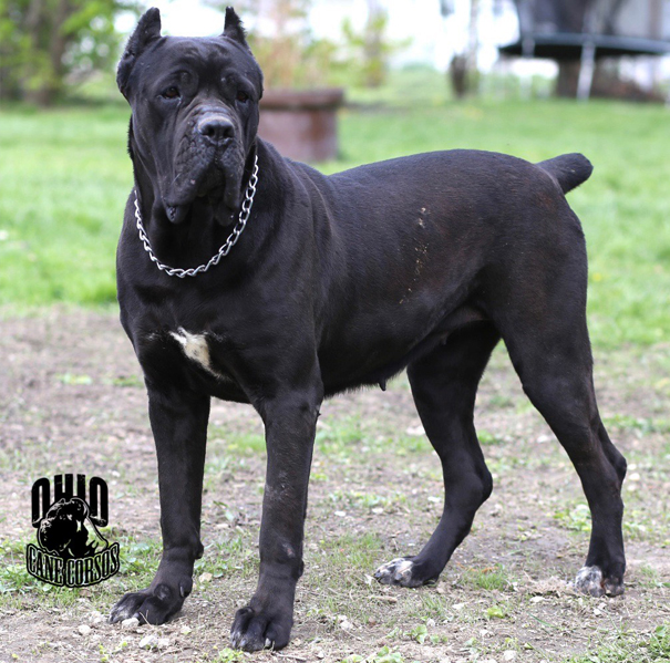 Ohio Cane Corsos Kennel with Beautiful Champions