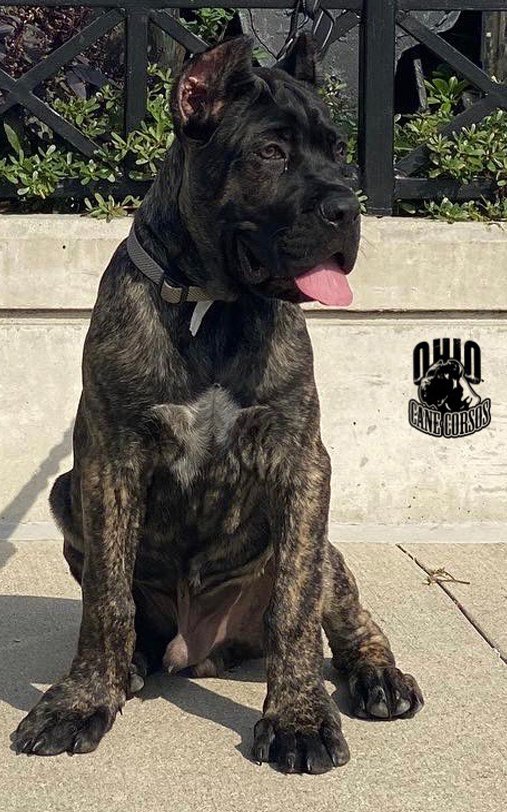Pups Ohio Cane Corsos