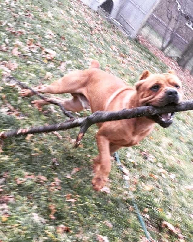 Males Ohio Cane Corsos