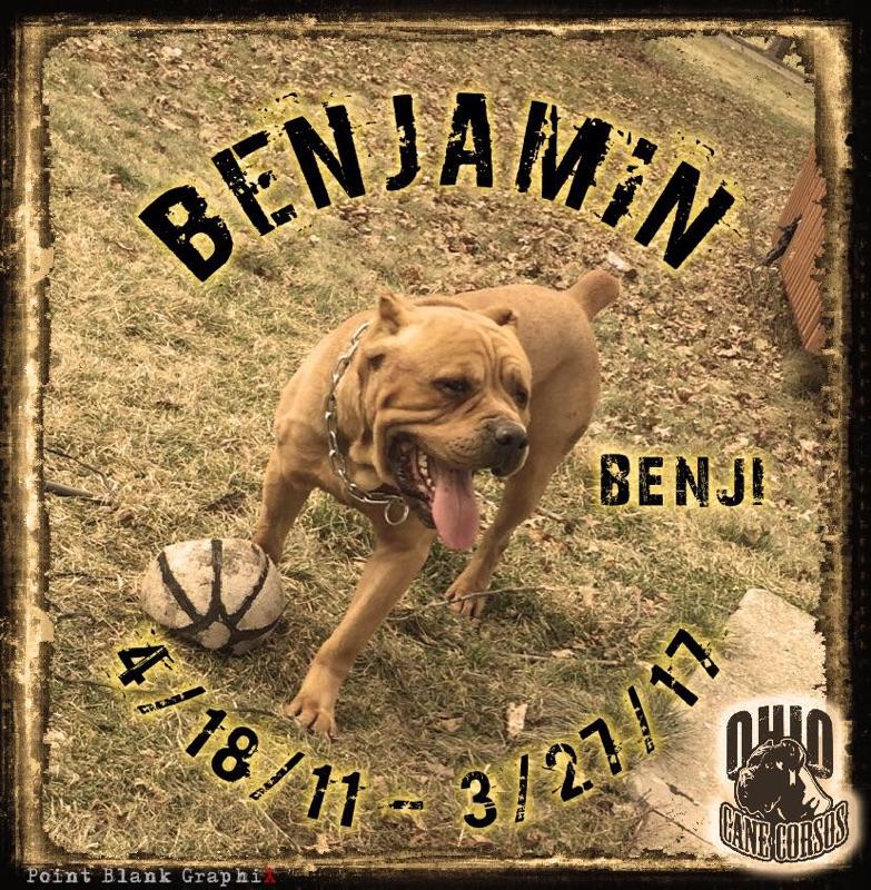 Males Ohio Cane Corsos