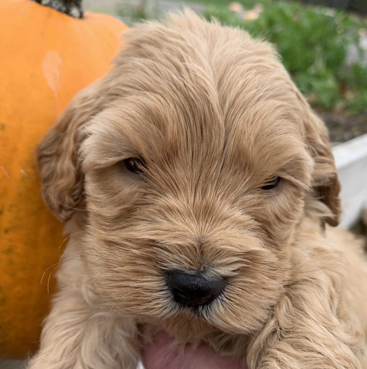 Evie and Harrison Miniature Australian Labradoodles born Oct 2, 2019