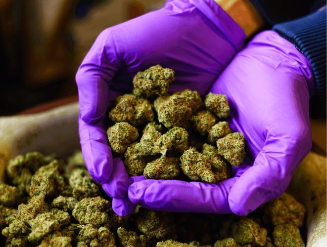 How Long Does Weed Stay In Your System? Insights Into THC Detection