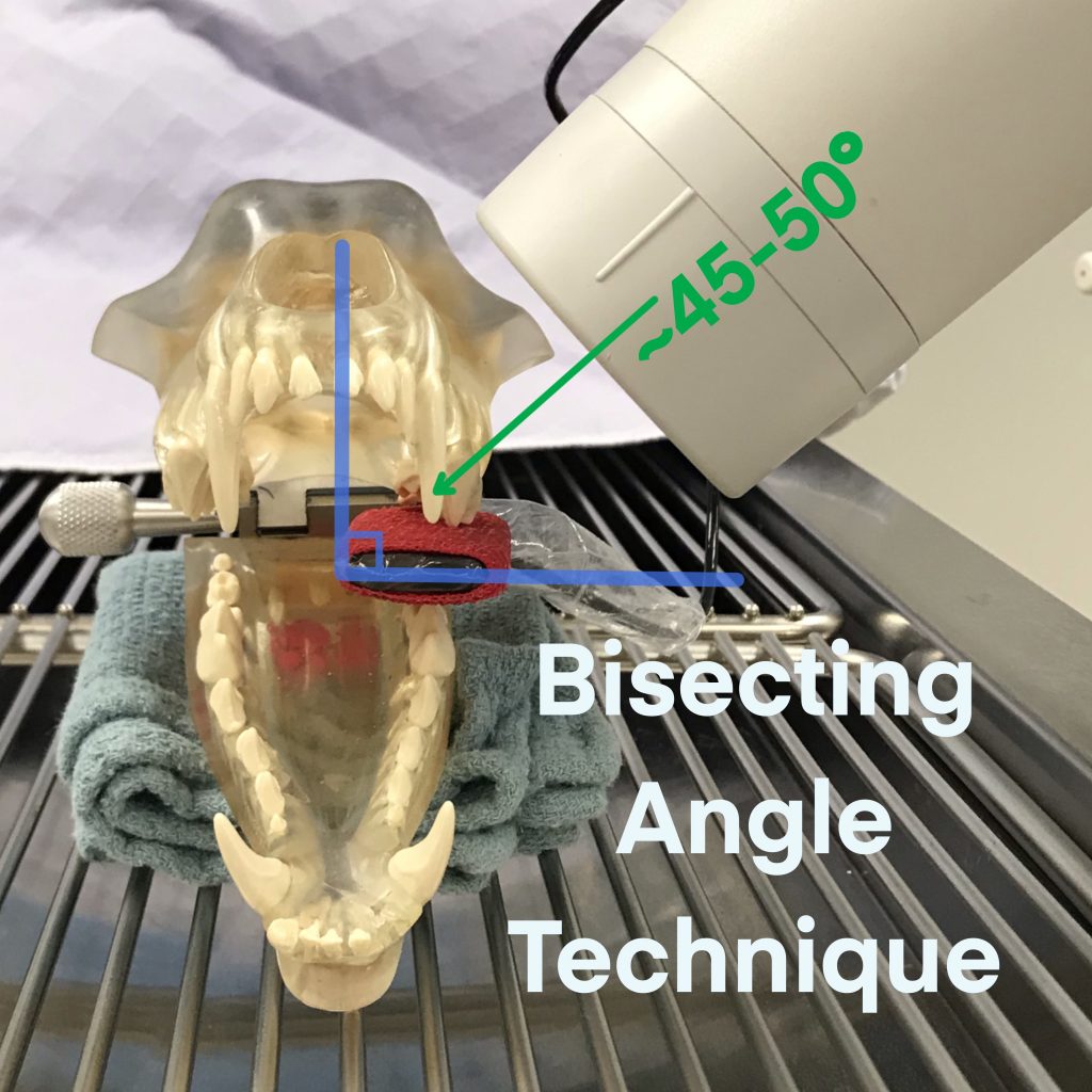 Dental Radiography Taking the Xrays OSU CVM Veterinary Clinical