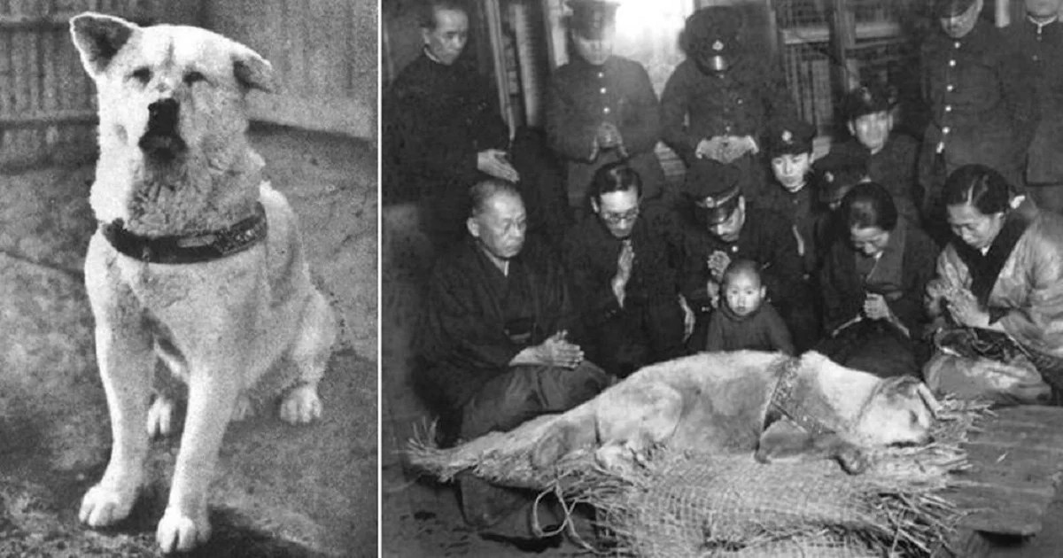 10 of the Most Famous Dogs in History OHL