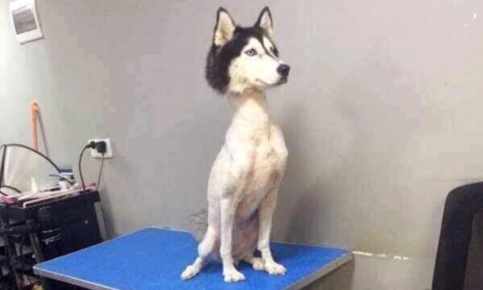 Never Shave A Husky Why You Should NEVER Shave a Siberian Husky