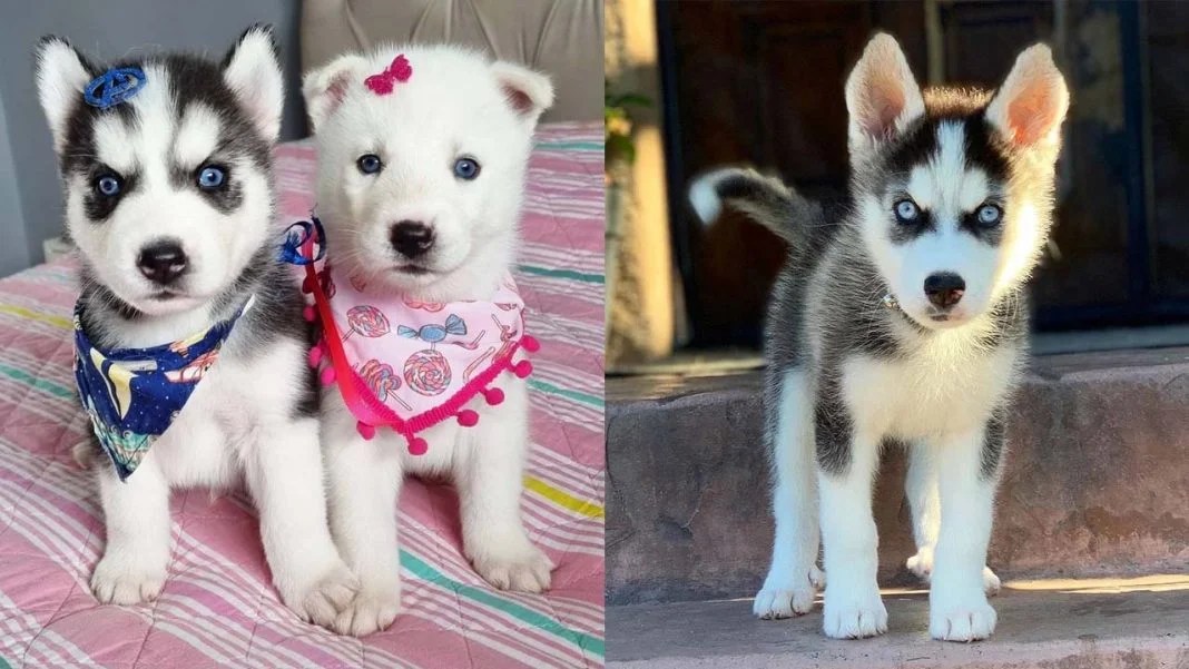 Husky Coat Colors Siberian Husky Colors Colors of Siberian Huskies