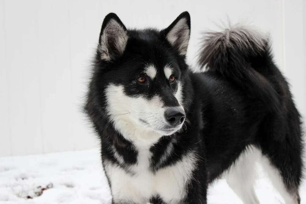 Husky Coat Colors Siberian Husky Colors Colors of Siberian Huskies