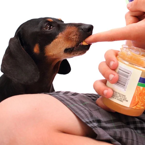 Dangerous Foods For Dogs 10 Toxic Foods for Dogs