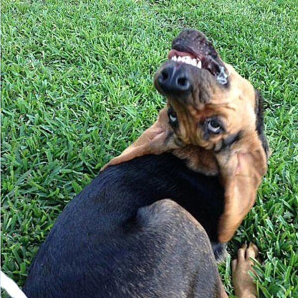 10 LOL Pictures of Animals Making Funny Faces Animals Are Amazing