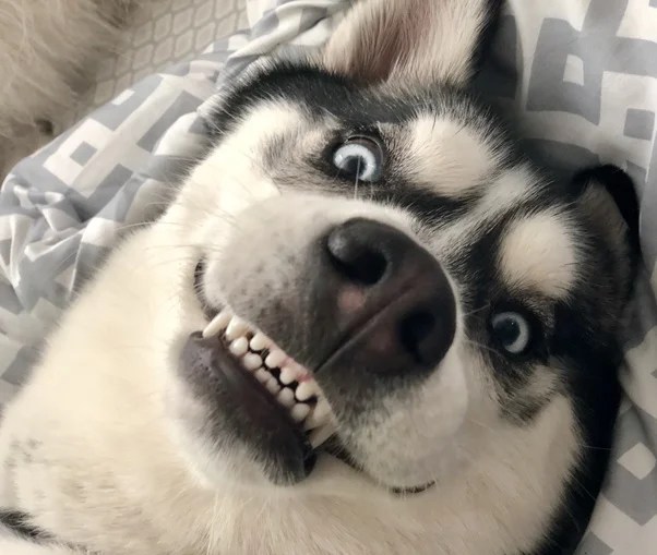 10 Super Cute Animals Smiles You Cannot Resist