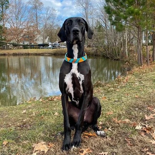 10 Dog Breeds With The Most Expensive Veterinary Bills