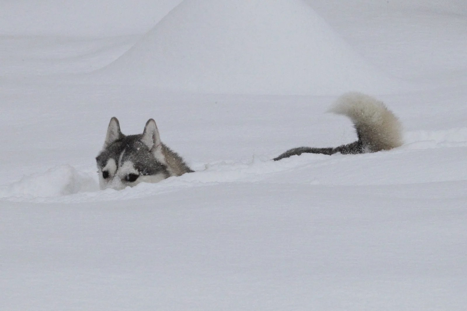 10 Huskies That Are Totally Cool With Getting ‘Buried’ In The Snow