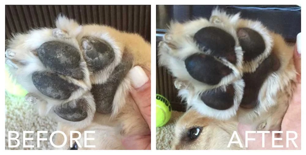 8 Tips To Protect Your Dog's Paws From Hot Pavement