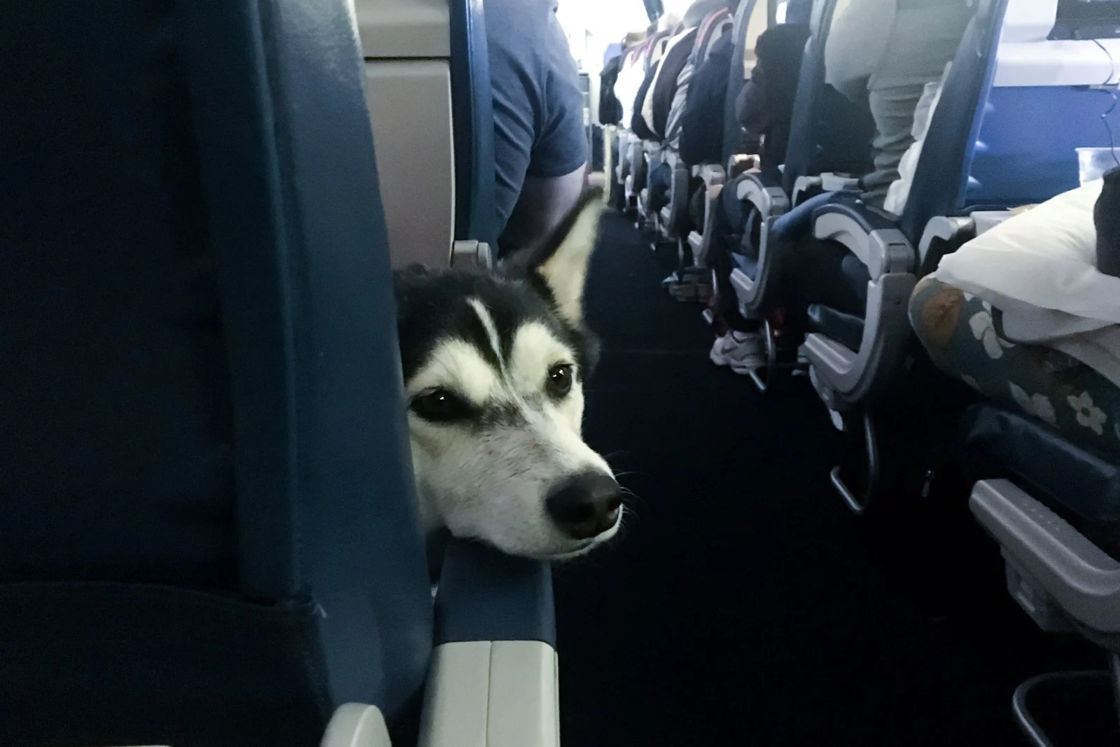 How Much Does It Cost For A Dog On A Plane at Susan Root blog