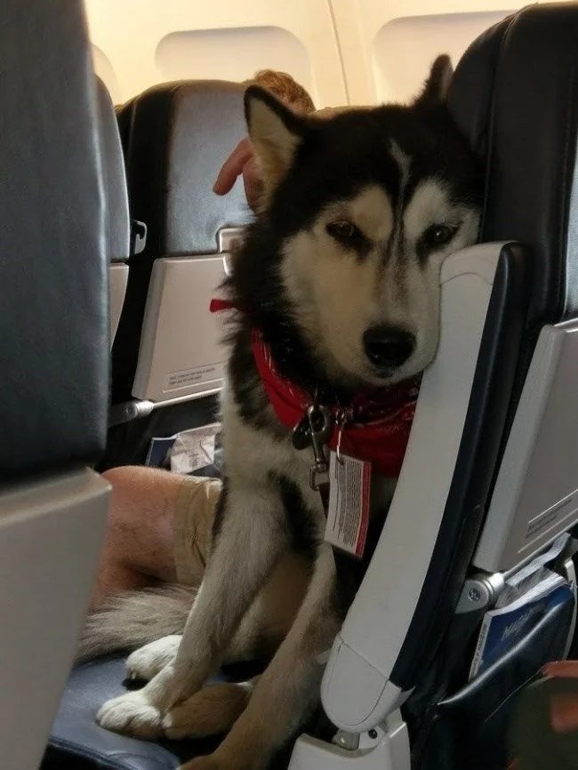 10 Lovely Dogs On Plane Enjoying Their Flight