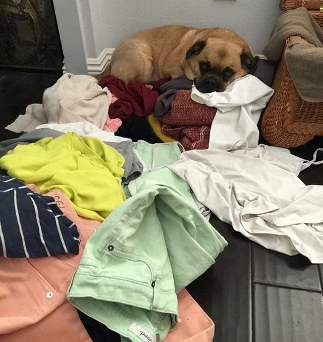 10 Human Allergies That Surprisingly Affect Dogs Too