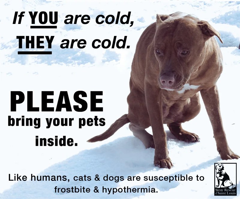 New Pennsylvania Law Makes It Illegal To Leave Your Dog Outside In Cold