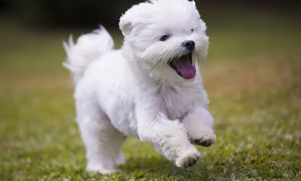 10 Clingy Dog Breeds That Are Extremely Close With Their Owners OHL