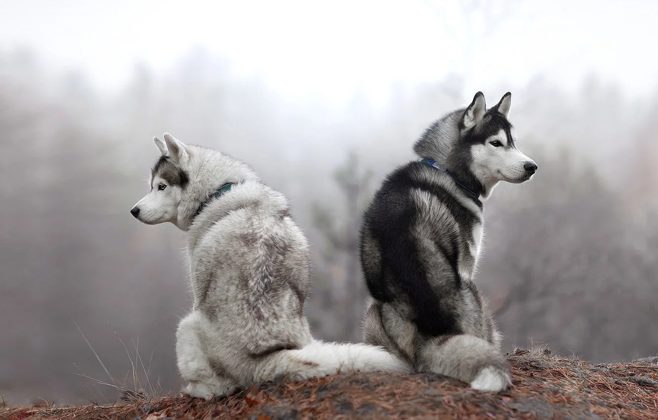 The Main Differences Between Male And Females Siberian Huskies