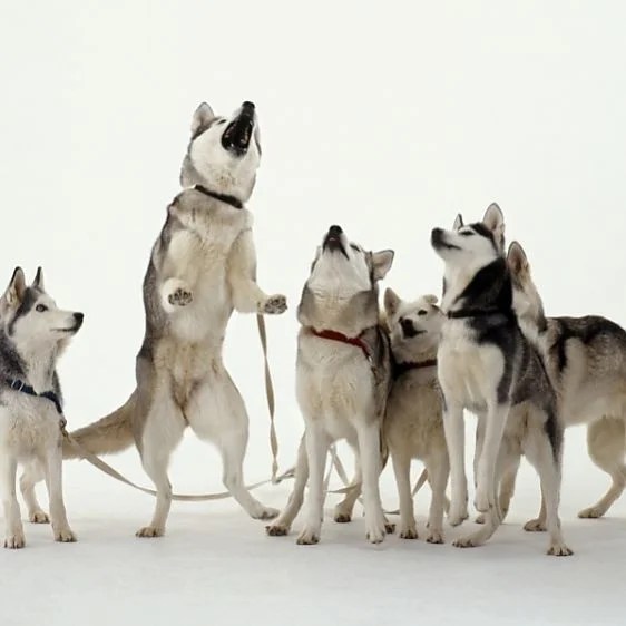 8 Adorable Signs That Show Your Husky Sees You As His Pack Leader
