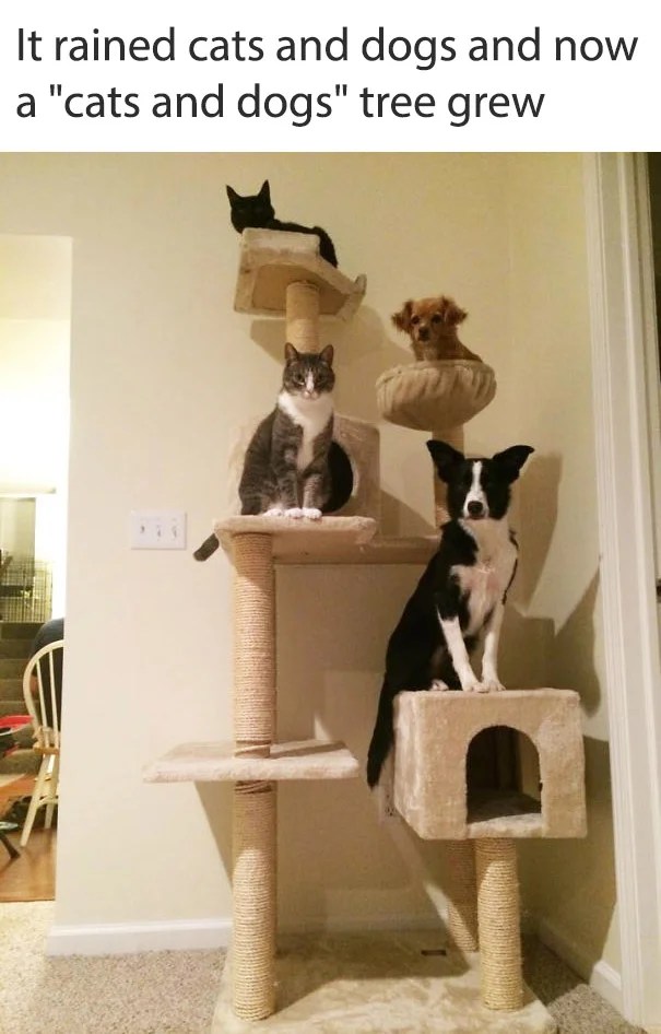 20 Adorable And Hilarious Pictures Of Dogs Acting Like Cats