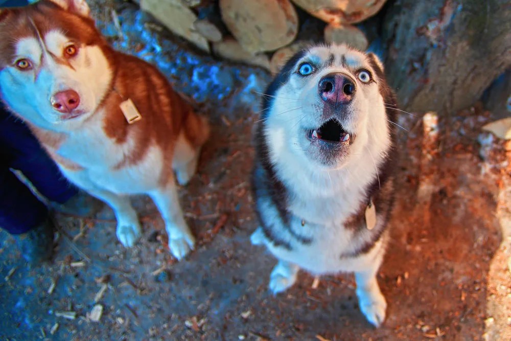 10 Funny Huskies Who Love To Talk Back To Their Owners