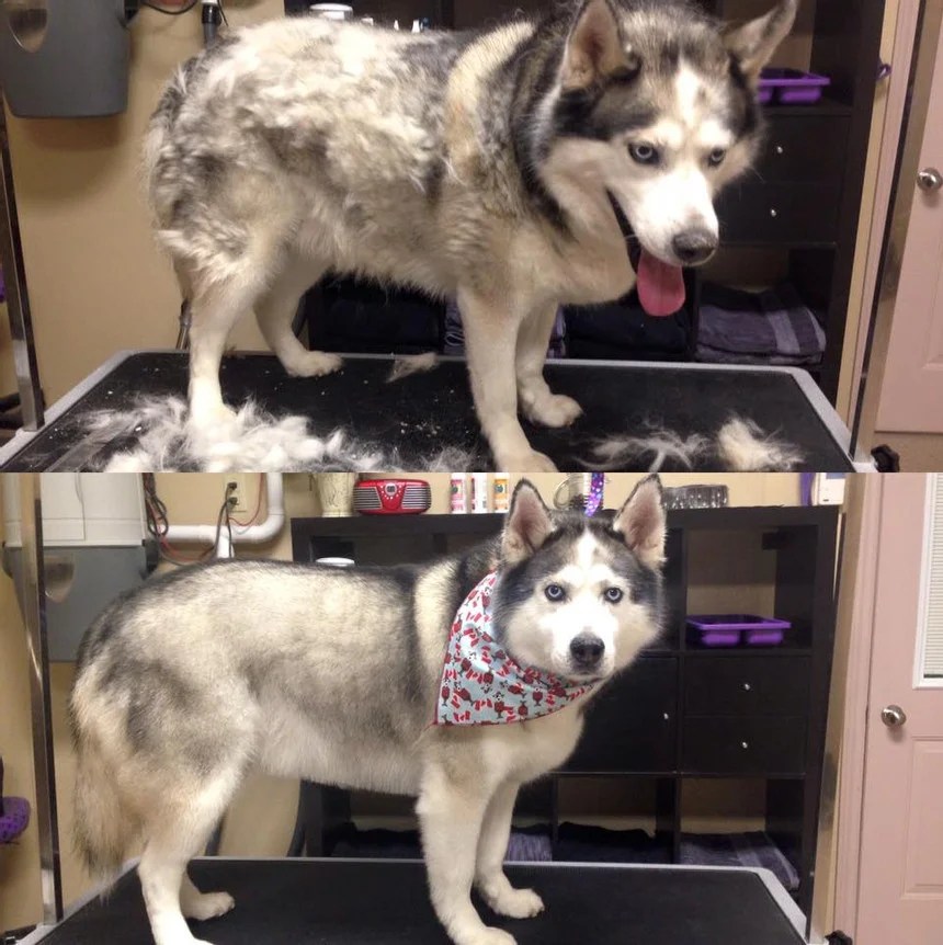 Can A Husky Recover From Coat Funk
