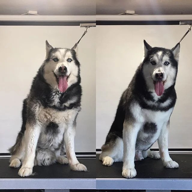 12 Hilarious Husky Pictures Before And After Grooming Husky Lovers Site