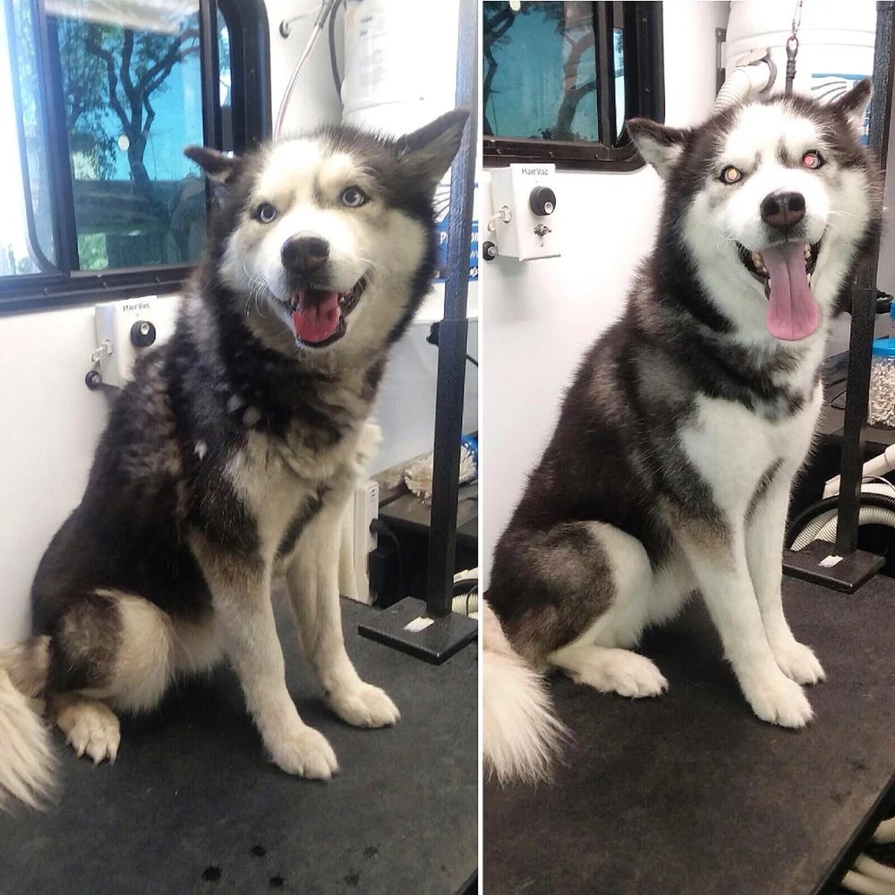 12 Adorable Husky Pictures Before And After Grooming