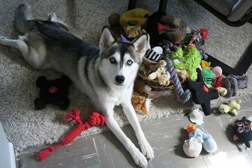 11 Effective And Simple Tips To Keep Your Husky From Running Away