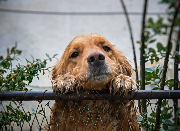 20 Hilarious Photos Of Dogs Peeking Through Fences To Say Hi