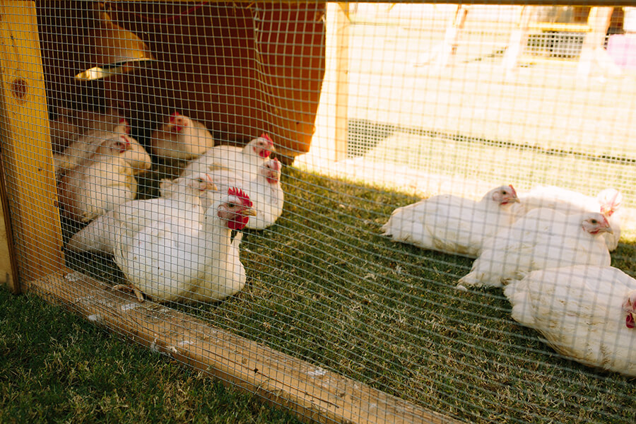 How to Raise Meat Chickens Part 4 Oh Lardy