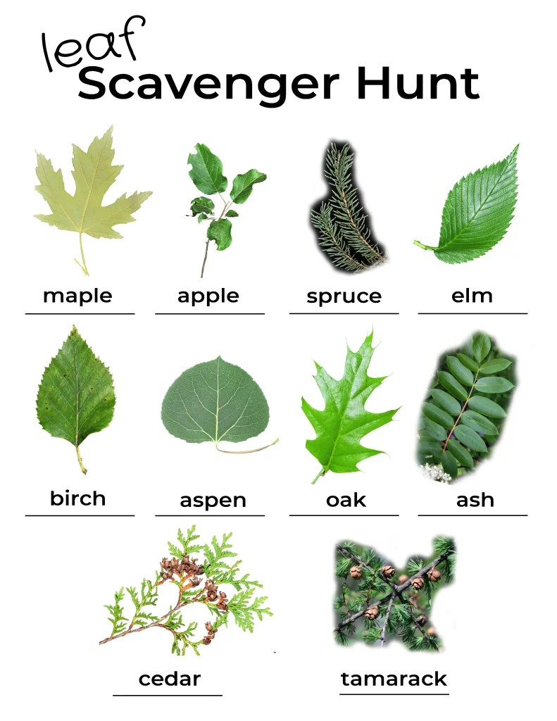 25 Cool Leaf Activities for Preschoolers