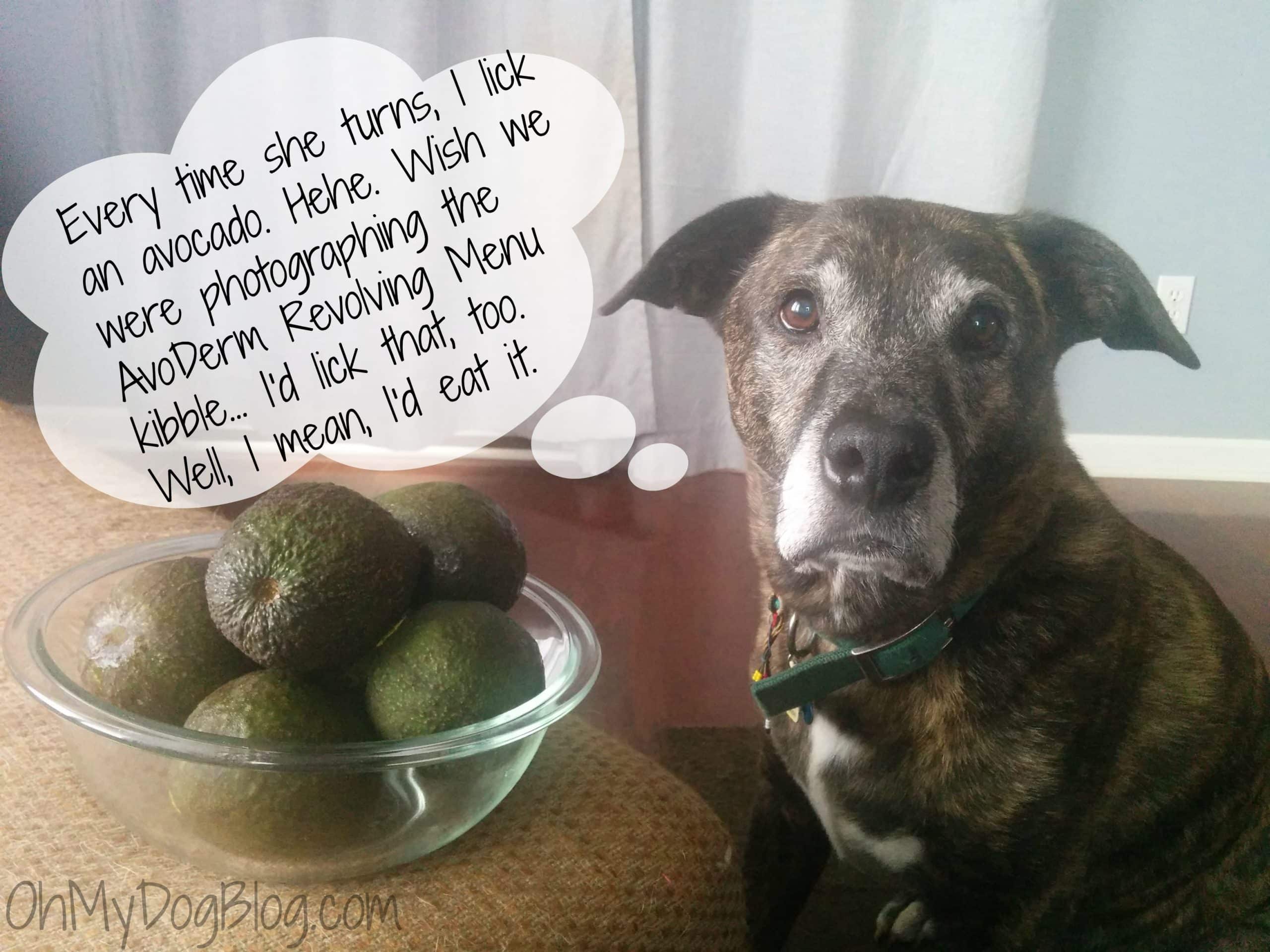 My avocado obsession deepens (and, yep, avocados are safe for dogs!) 