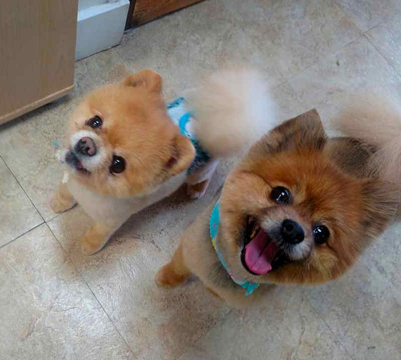 Oh My Dog Pet Salon Dawn's Pet Grooming, Salem, OR