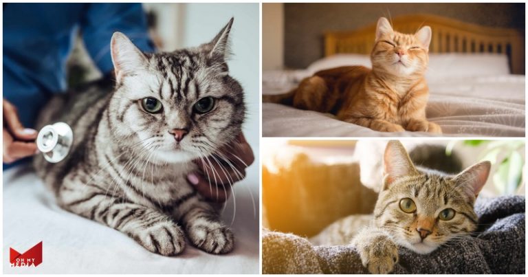 Susah nak tahu kucing korang sihat atau tak? Jom baca tips mudah ini!
